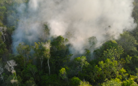 Allarme incendi: caldo estremo, siccità e il ruolo dell’uomo nei roghi estivi